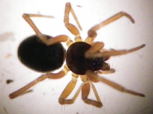 Oedothorax sp.